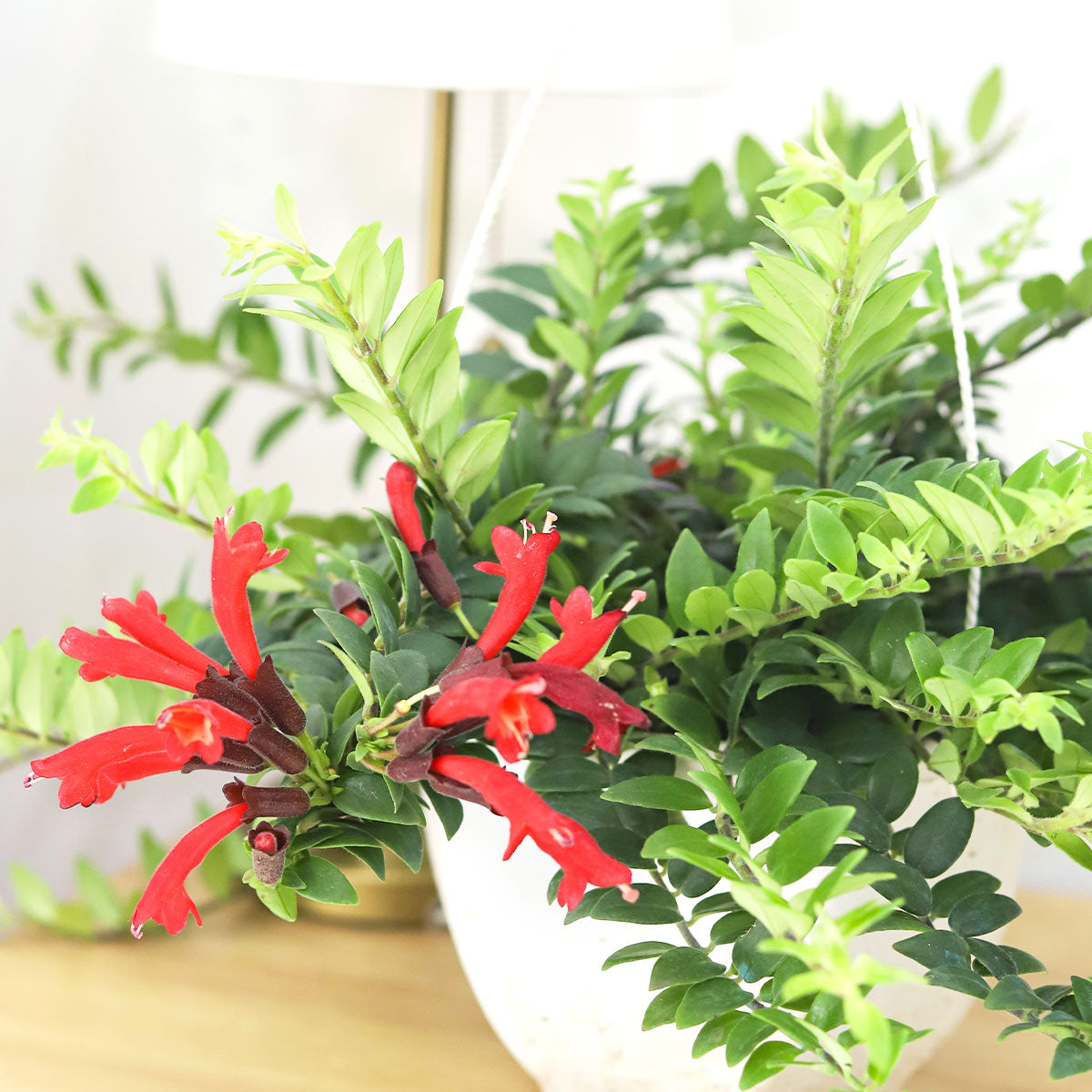 Lipstick vine red houseplants, Red tubular flowers houseplant, 6 inch houseplants