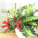 Lipstick vine red houseplants, Red tubular flowers houseplant, 6 inch houseplants