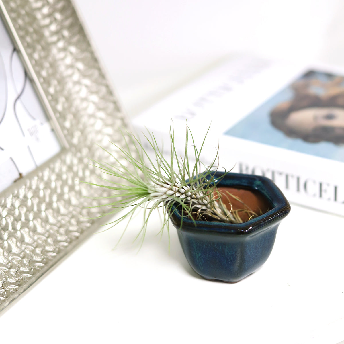 air plant holder, mini air plant holder, clay mini pot for air plant, retro style air plant holder, clay mini air plant pot, mini clay pot for air plant, small container for air plants and succulents, buy tiny pot for air plant online, air plant pot with drainage hole, retro-design clay pot, Tillandsia Air Plant Holder