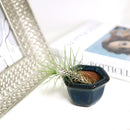 air plant holder, mini air plant holder, clay mini pot for air plant, retro style air plant holder, clay mini air plant pot, mini clay pot for air plant, small container for air plants and succulents, buy tiny pot for air plant online, air plant pot with drainage hole, retro-design clay pot, buy air plant holder online