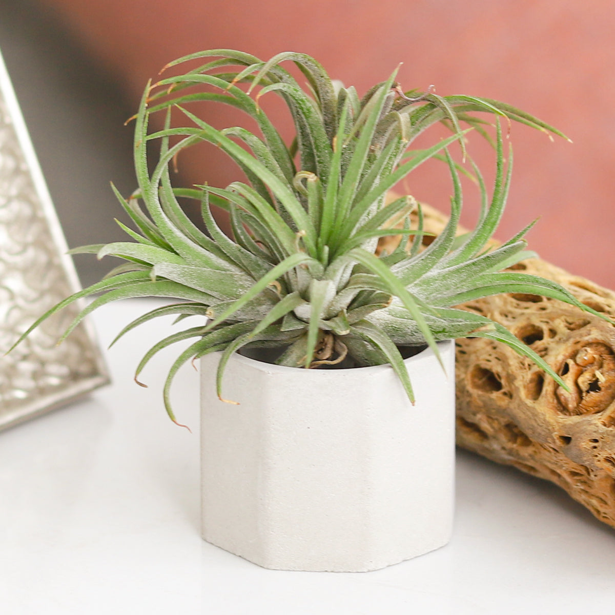 Octagon Cement Mini pot, Octagon Cement Mini Air Plant display, Mini Air Plant display ideas, air plant holder, air plant display, unique air plant holder, cement pot