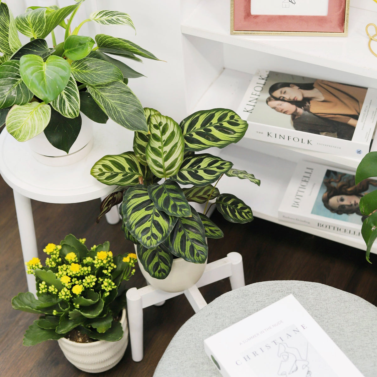 Calathea Makoyana Peacock, Calathea Makoyana Peacock in ca, Calathea Makoyana Peacock near me, calathea, calathea plant, calathea makoyana