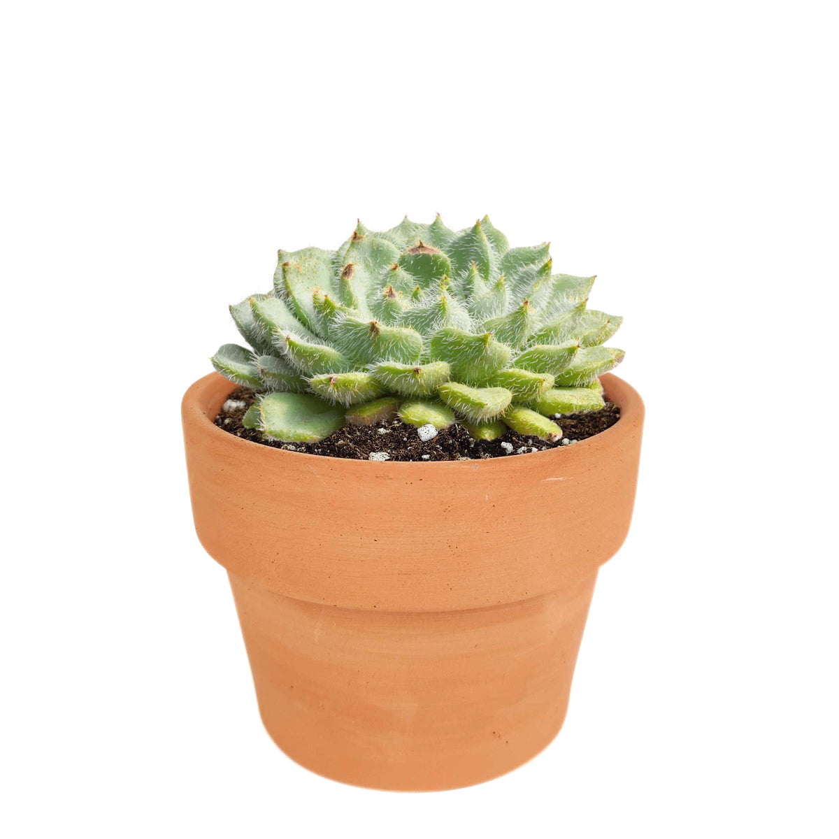 eucharia succulent Echeveria Setosa var. Deminuta