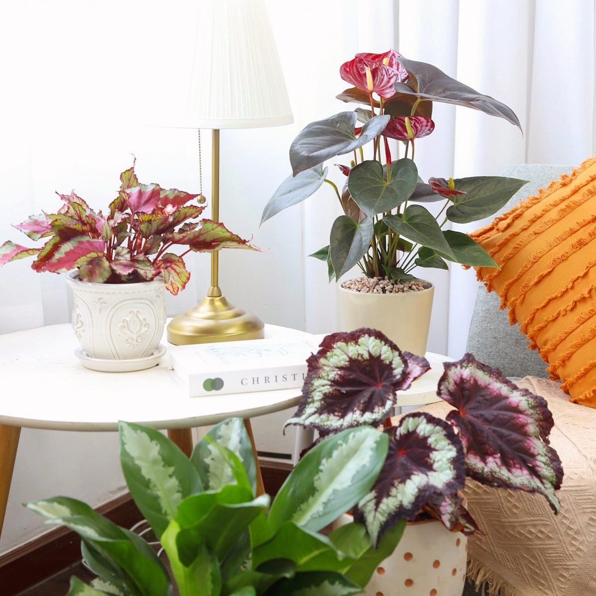 anthurium red flamingo Anthurium Red - Flamingo Flower