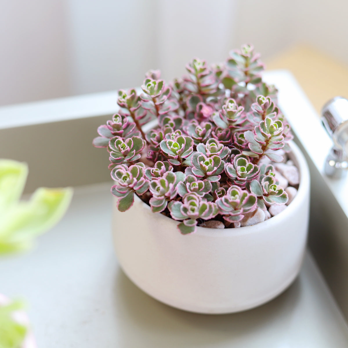 Sedum Tricolor Sedum Spurium  Stonecrop for sale, Pink succulent plant decor ideas