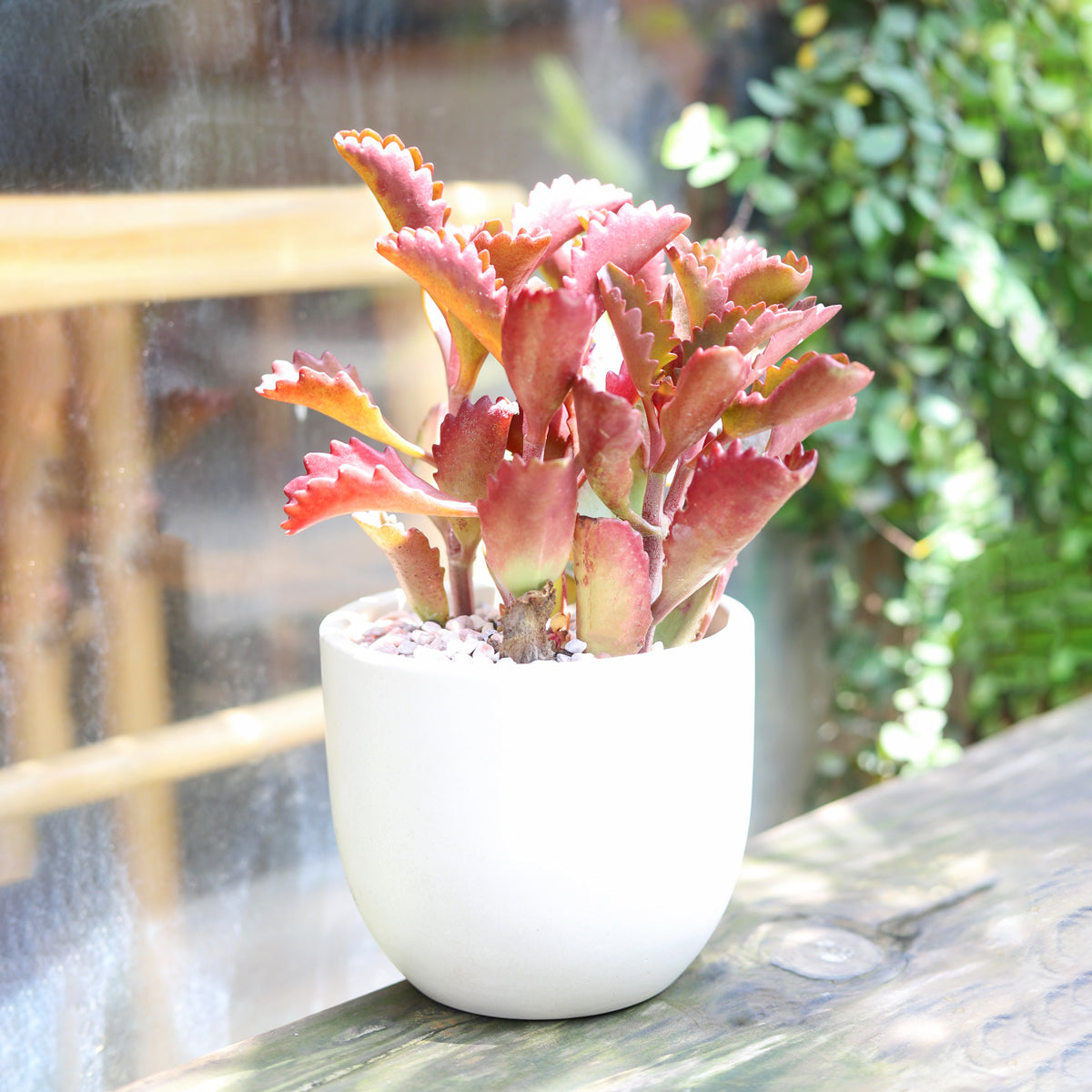 Six Angled Kalanchoe succulent in decorative pot, Christmas succulent gift ideas