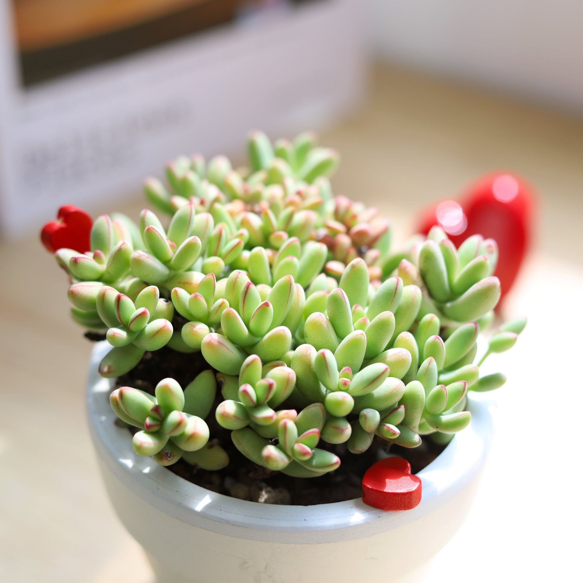 Crassula nudicaulis var. herrei chubby succulent for sale online, Unique succulent gift ideas