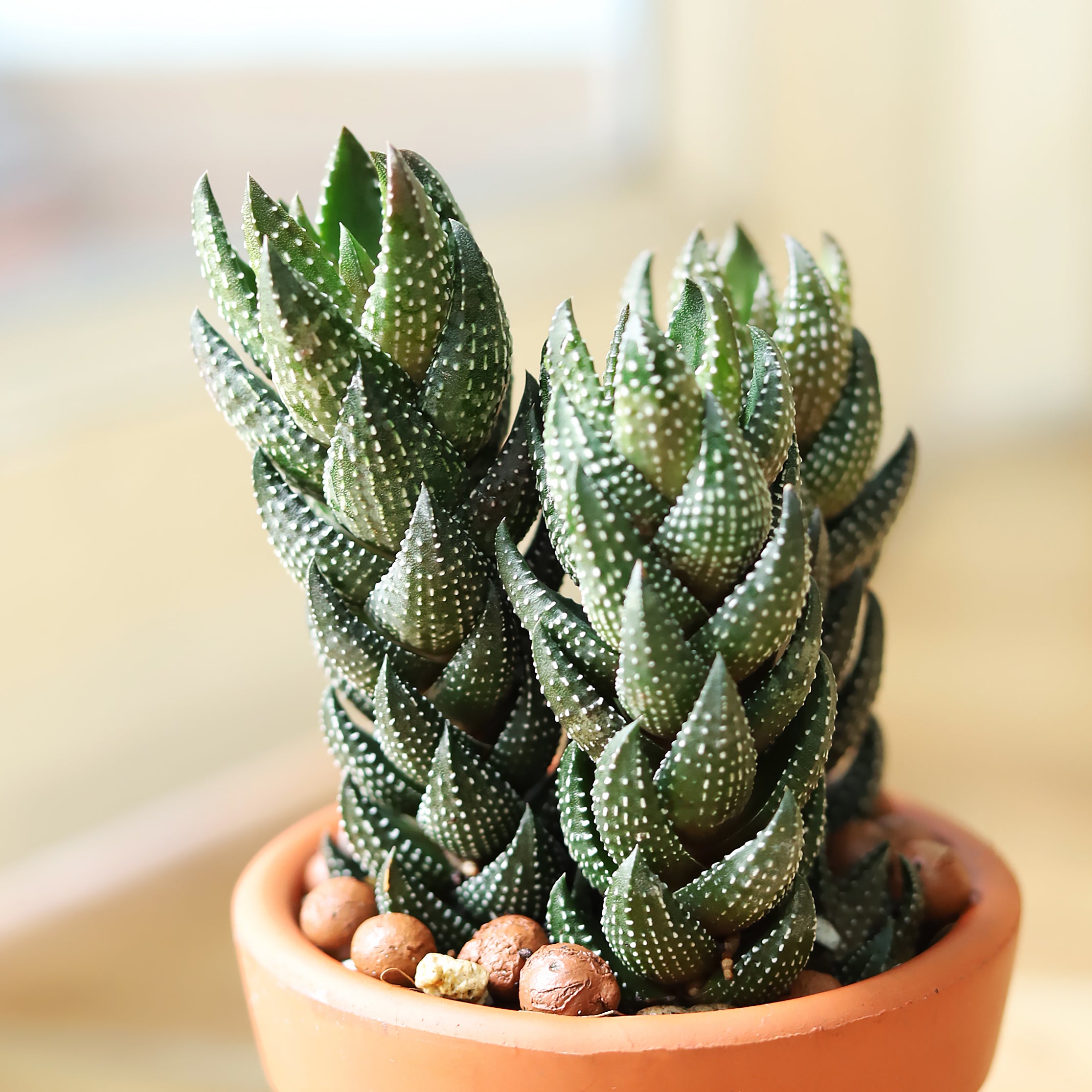 haworthia succulents Haworthia Pumila (African Pearl) Succulent