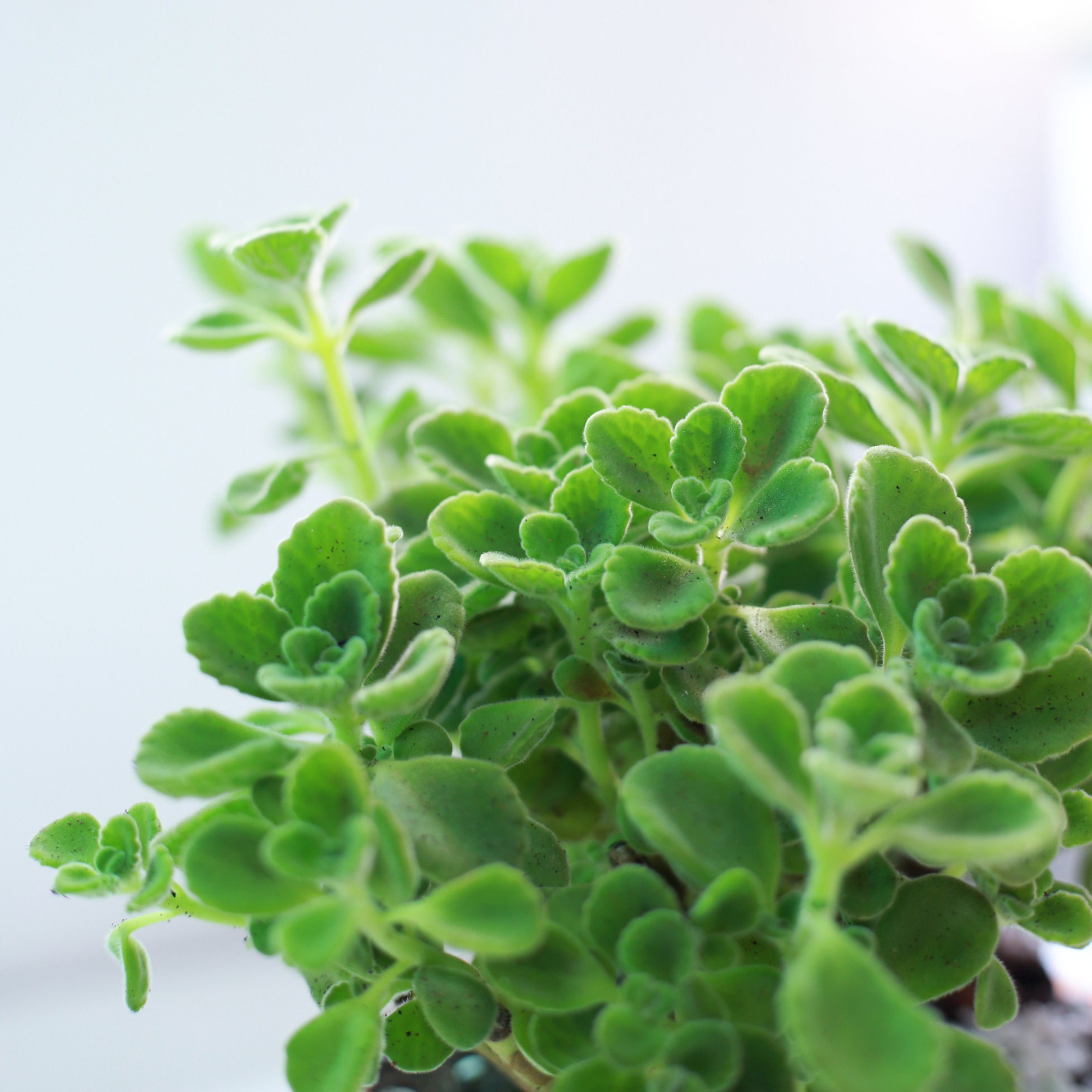 lobster succulent plant Lobster Flower Plectranthus neochilus