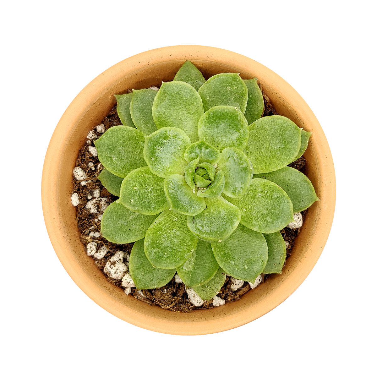 Echeveria Lime and Chili Succulent, Echeveria Lime n Chile Plant, Lime Green Rosettes, Buy Succulents Online, Shop Succulents in California, Lime Green Echeveria Succulent Plant, Rosettes Succulent, Thanksgiving succulents gift, Easter succulents idea, Growing succulents for thanksgiving, echeveria, echeveria succulent, echeveria types, succulent echeveria, buy succulents online, succulent shop, succulent store, echeveria plant,  indoor succulents