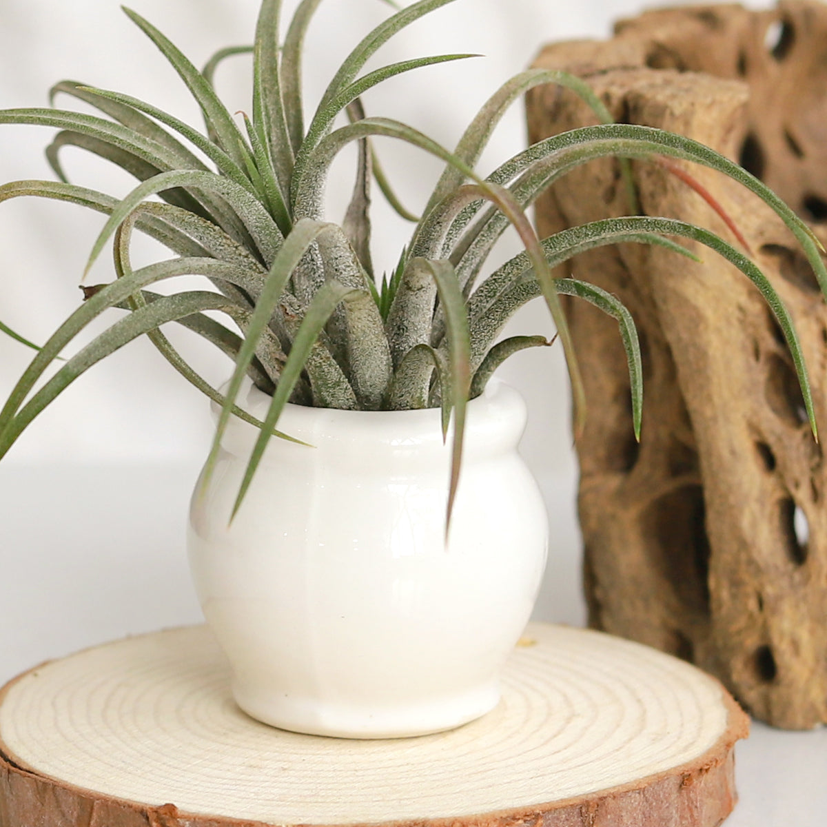 white ceramic mini air plant holder, air plant holder, mini pot for plant, mini pot for air plants, mini pot for succulents, compact-design air plant pot, cute mini air plant holder, unique air plant holder 