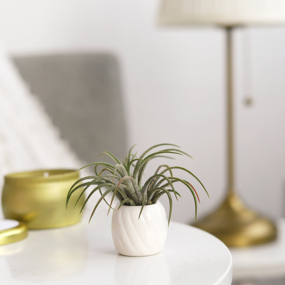 fred fancy ceramic mini air plant/succulent holder Decorative White Ceramic Mini AirPlant Holder - Modern Plant Container