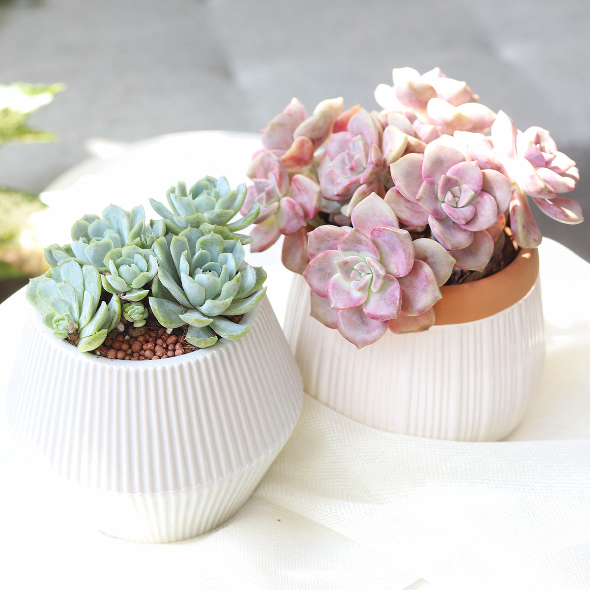 Succulent Gifts for Valentine&#39;s Day, Valentine Succulent Box, Valentine&#39;s Day Succulent Delivery, Wedding rosette succulents for sale