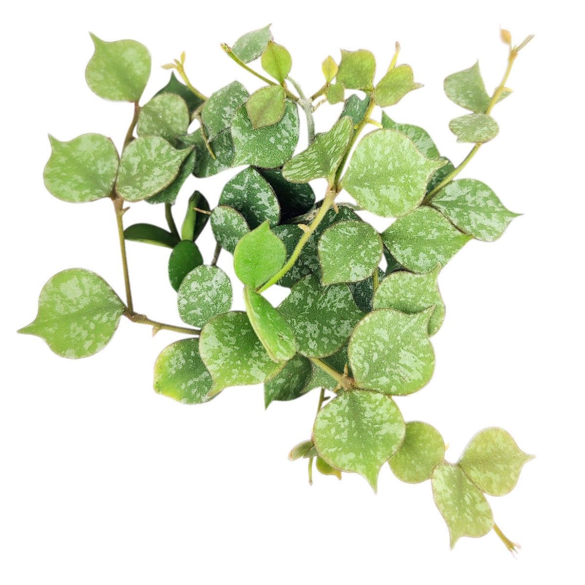 Hoya Curtisii, Curtisii Hoya, Hoya Curtisii plant, Hoya Curtisii for sale, Hoya Curtisii care, Hoya Curtisii houseplant, how to care for Hoya Curtisii , Hoya plants, houseplants, house plants, common houseplants, houseplants near me, houseplants for sale