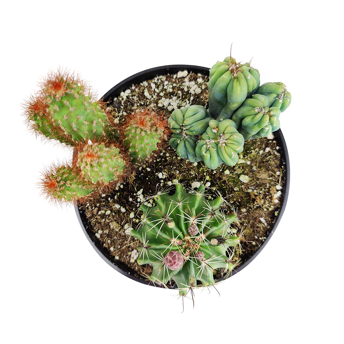 Cactus Garden Arrangement, Cacti, Random Cactus in Pot, Unique Cactus Arrangment, 3 kinds of cactus in pot for sale, rare cactus