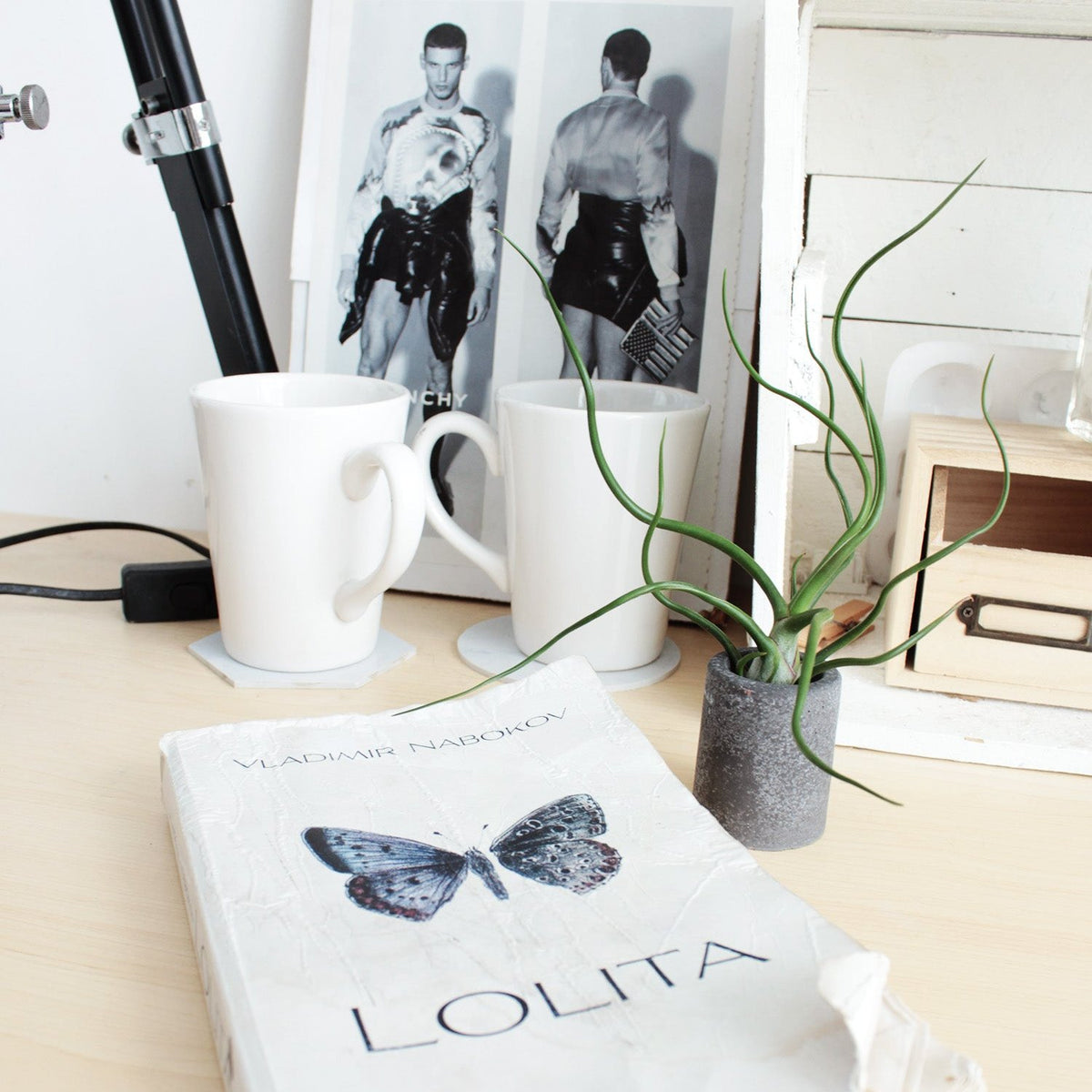 Tillandsia Bulbosa Belize Air Plant Live for Sale, Airplant Home Office Decor Ideas, Best Plant for Home Decor, Live Air Plant Gifts for Sale