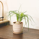 Ponytail Stump palm, Beaucarnea recurvata, succulent with palm-like foliage, easiest houseplant, easy plant for beginners and busy people, compact desktop plant, best houseplant gift ideas, how to care for ponytail palm