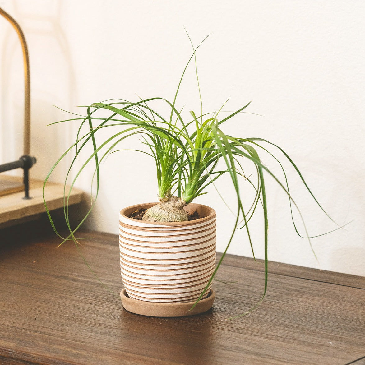 Ponytail Palm plant in decorative planter, Indoor plant decor ideas