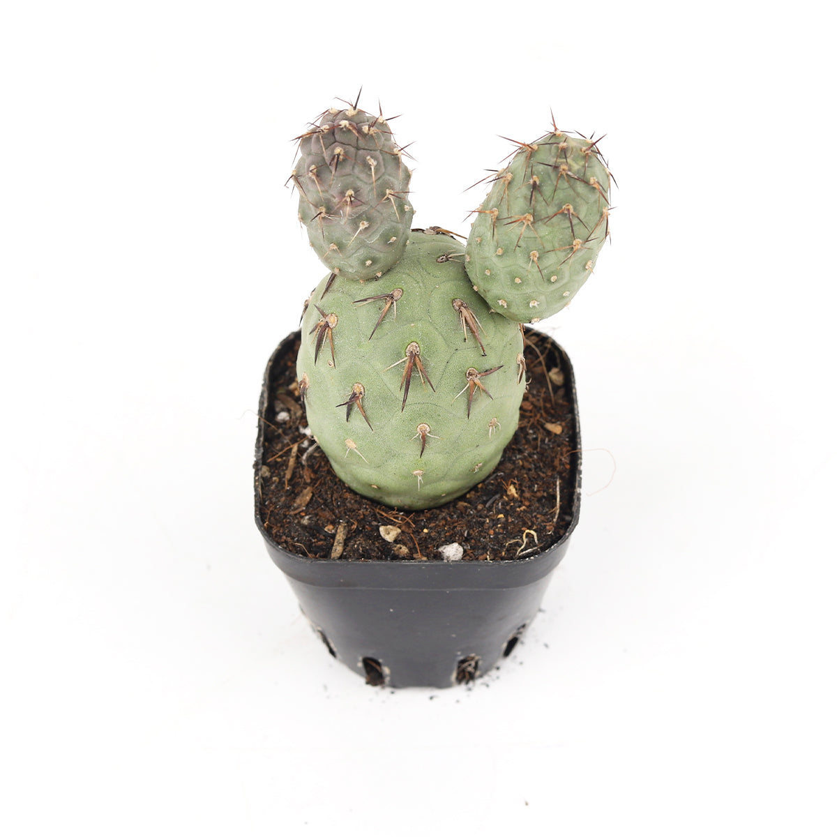 cactus for sale, cactus shop in ca, indoor cactus for sale, indoor cactus plants