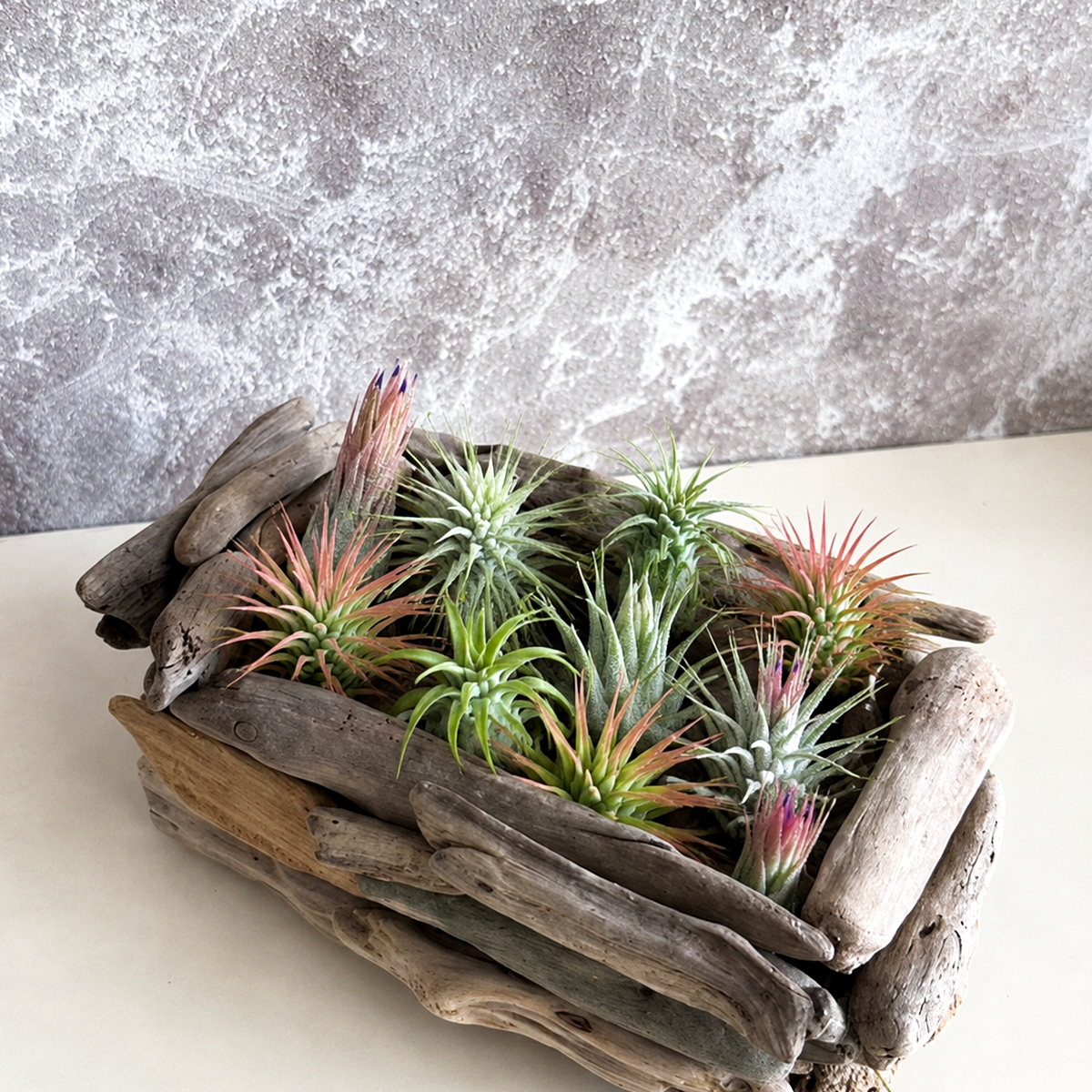 10-Pack Ionantha Air Plant Mix for sale, live ionantha tillandsia bundle, exotic indoor air plant assortment, low maintenance houseplant set, decorative air plant variety pack, compact blooming air plants, easy care tillandsia collection