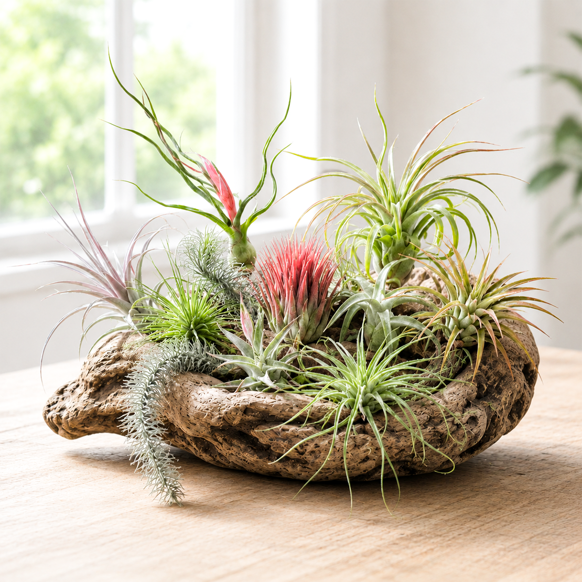 10-Pack Premium Air Plant Assortment
 for sale, tropical air plant variety bundle, live indoor air plants set, decorative tillandsia assortment, low maintenance houseplant collection, exotic epiphytic air plants, easy care indoor plant bundle