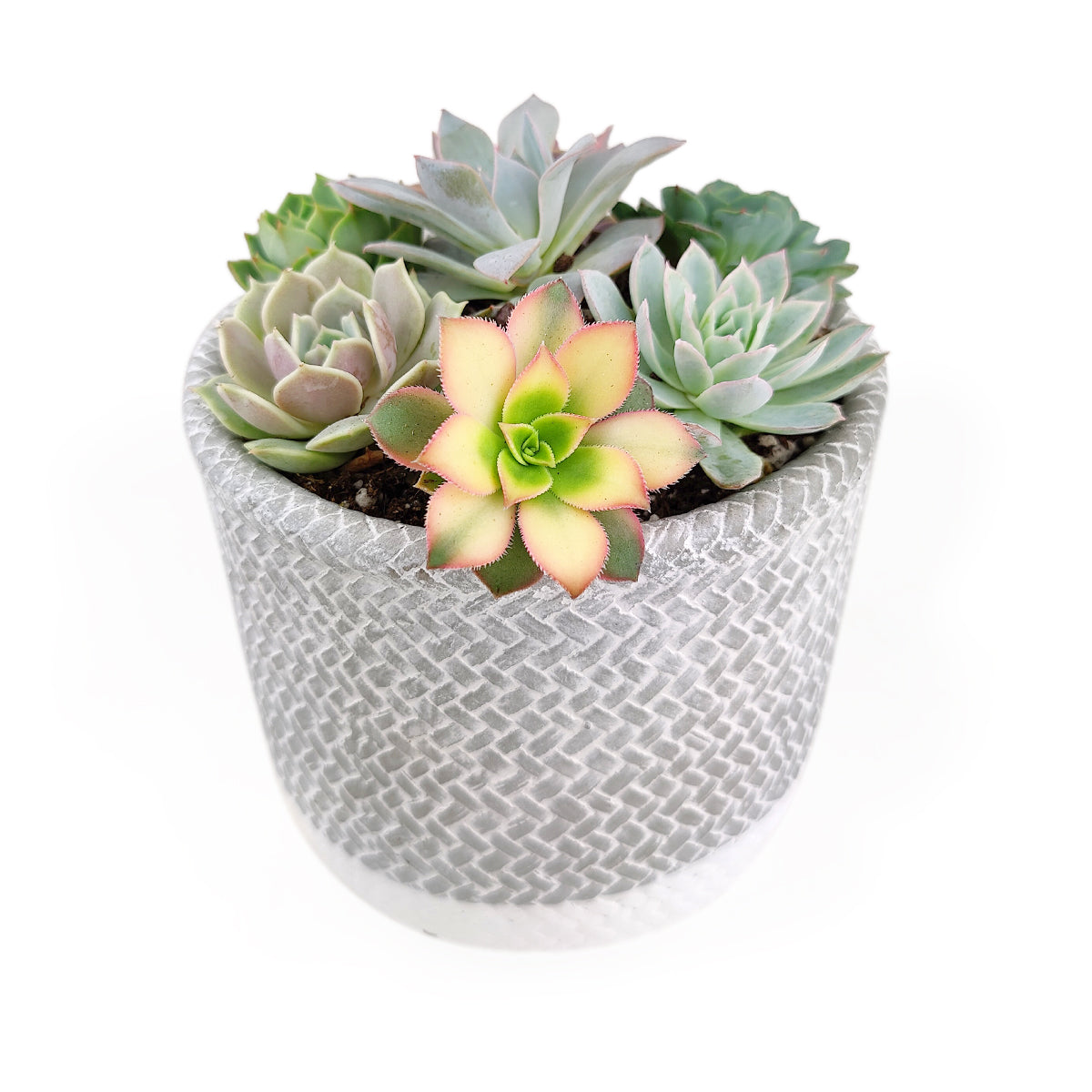 rosette succulents, colorful succulents, stunning succulent arrangement for home and office decor, random succulents in cement planters