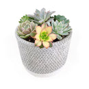 rosette succulents, colorful succulents, stunning succulent arrangement for home and office decor, unique succulent plants