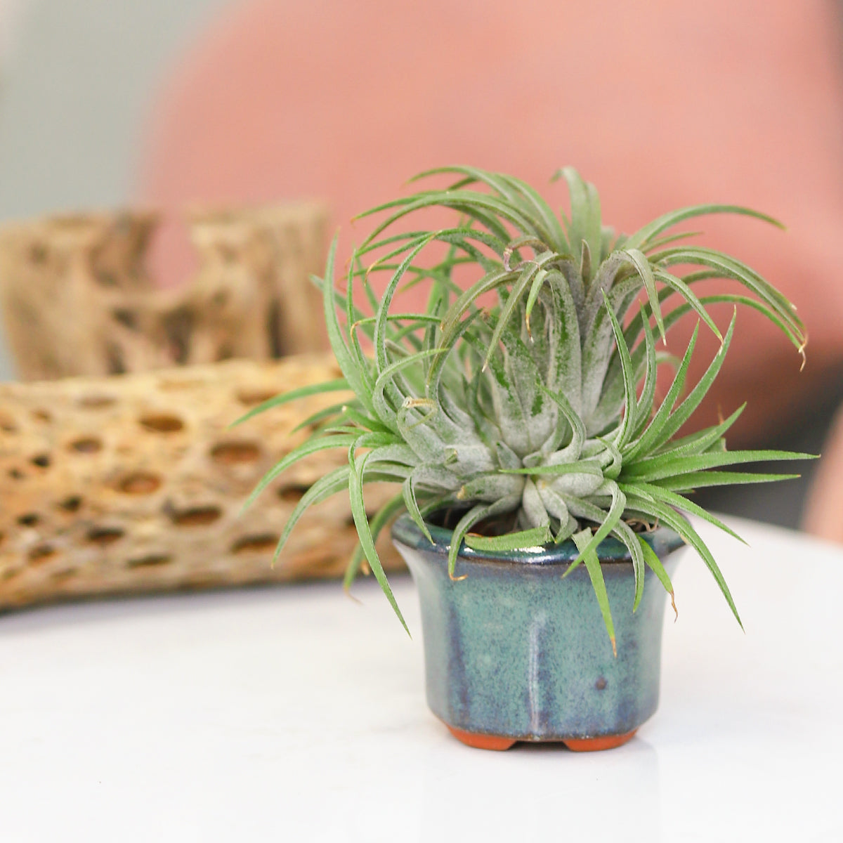air plant pots for sale Retro Green Octagon Glazed Clay Mini Air Plant Holder - Air Plant Pots