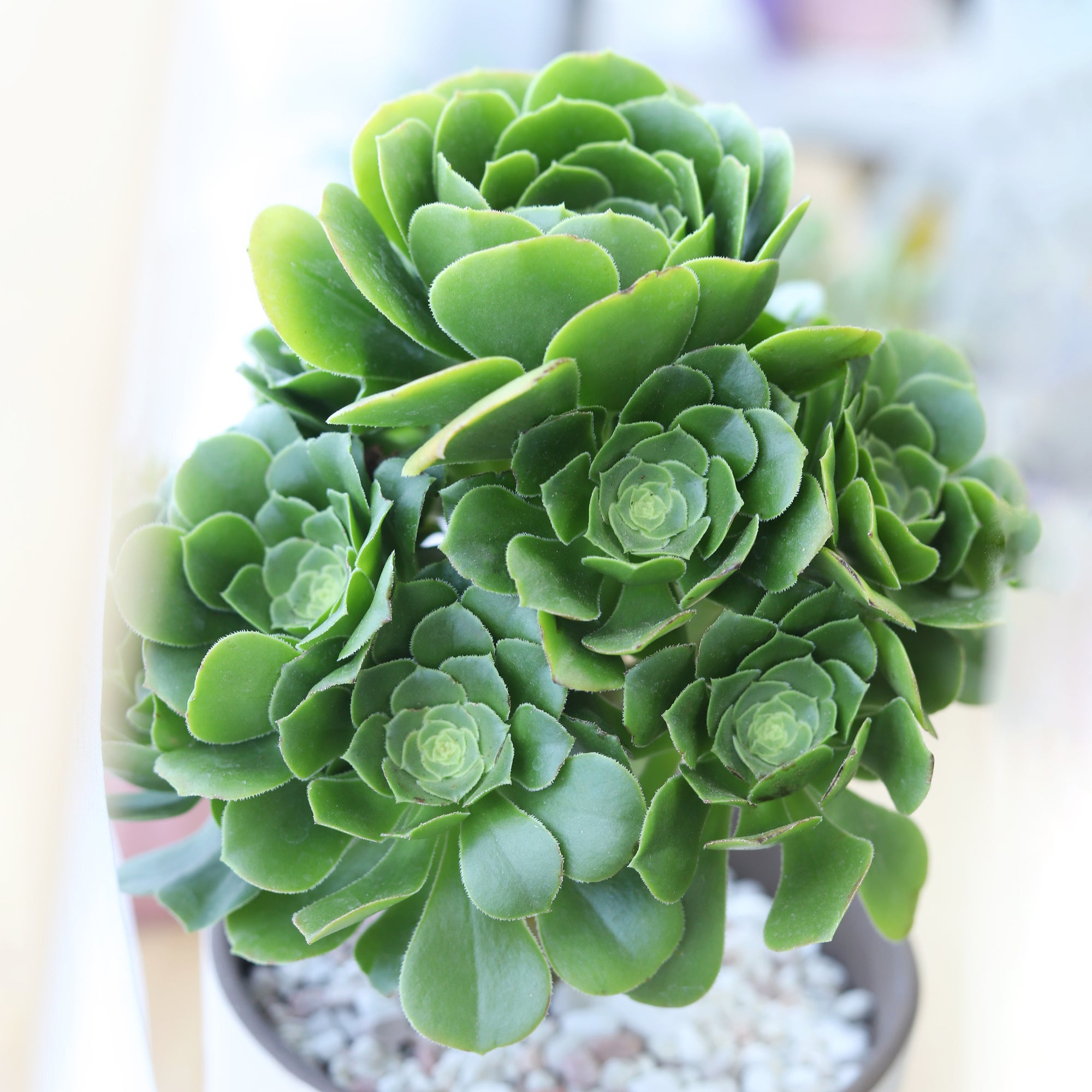 Rosularia Platyphylla Succulent Plant, Succulent Plant for sale, buy succulent online, Holiday decor ideas, Succulent gifts 