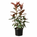 Ficus Elastica Ruby Pink Rubber Tree Delivery, Easy to care houseplant for beginner, Best Feng Shui Plants for your home office, how to care for ficus houseplant, colorful indoor houseplant for sale