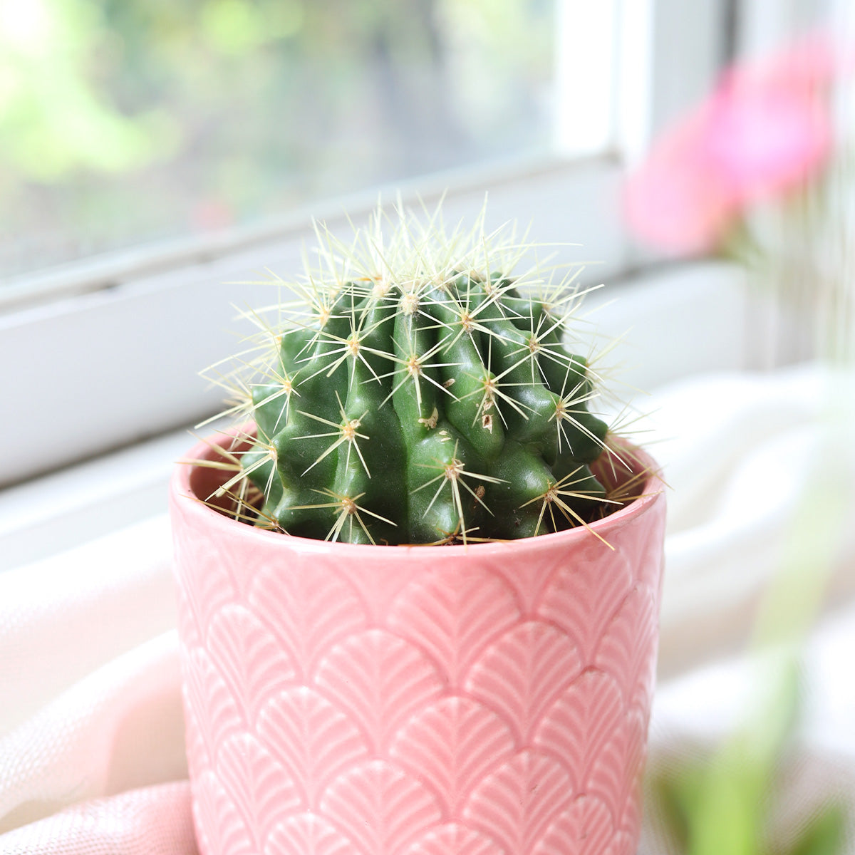 Golden Barrel Cactus, small cactus for sale, small indoor plants, buy plant online