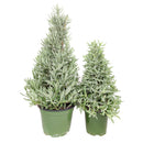 lavender holiday tree, Christmas tree shaped, aromatic holiday tree, indoor houseplant, Christmas Gift, Lavender Holiday Tree in Ceramic Pots, Fragrance Indoor Houseplants