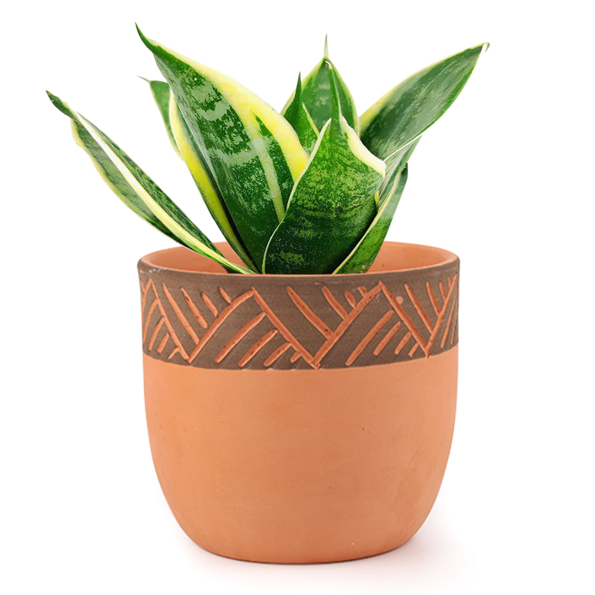 Buy 5.5 inch Clay-Black Color Modern Pot online, Large Terracotta Pot for Succulents and Houseplants