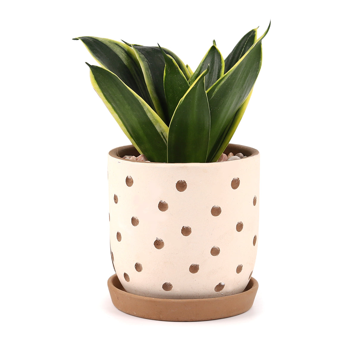 Clay White Polka Dot Pattern Pot 4 inch/ 5.5 inch for sale online, Decorative Terracotta Pot with Drainage Holes and Saucer for Succulent Houseplant & Flower