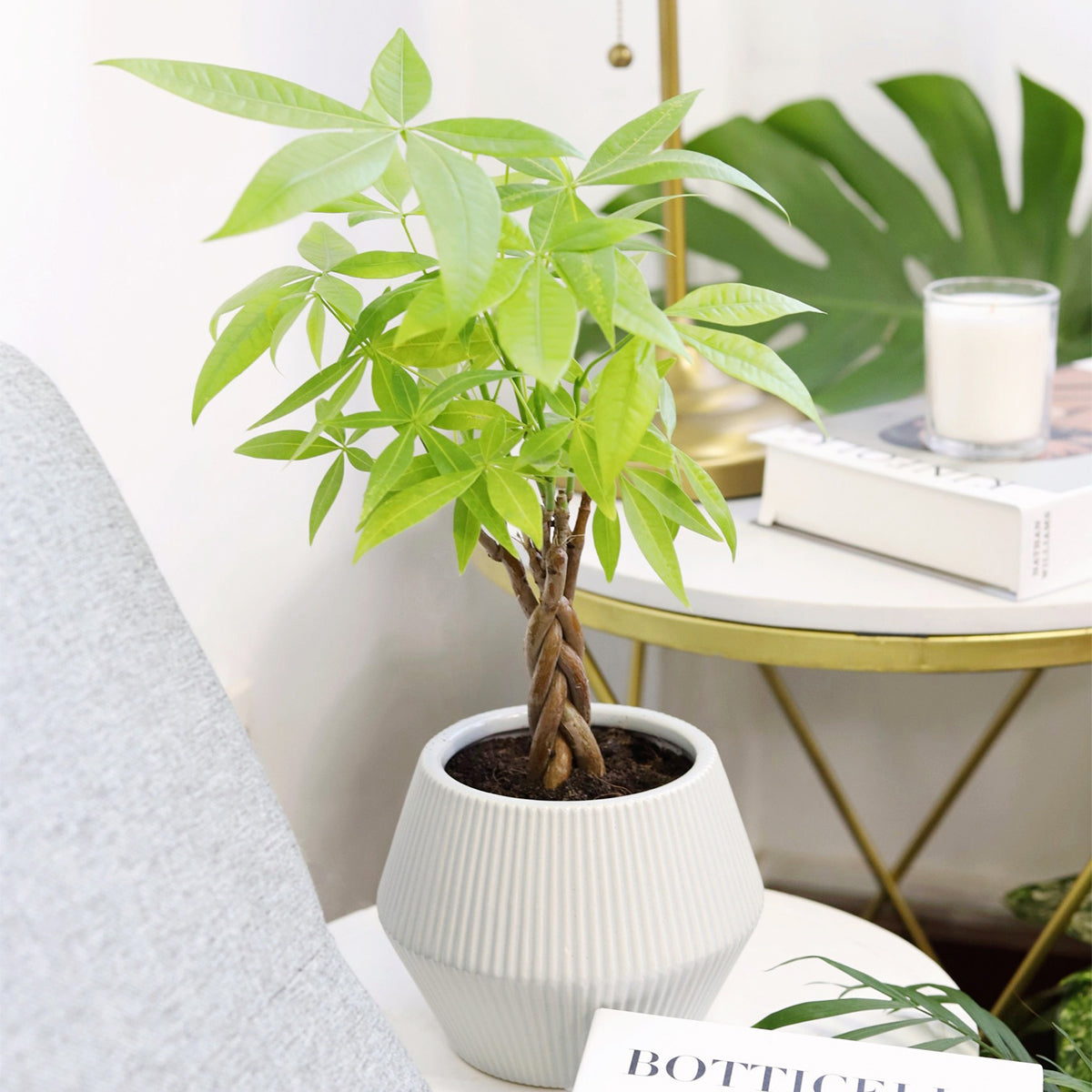 money tree buy near me Braided Pachira Stump Money Tree