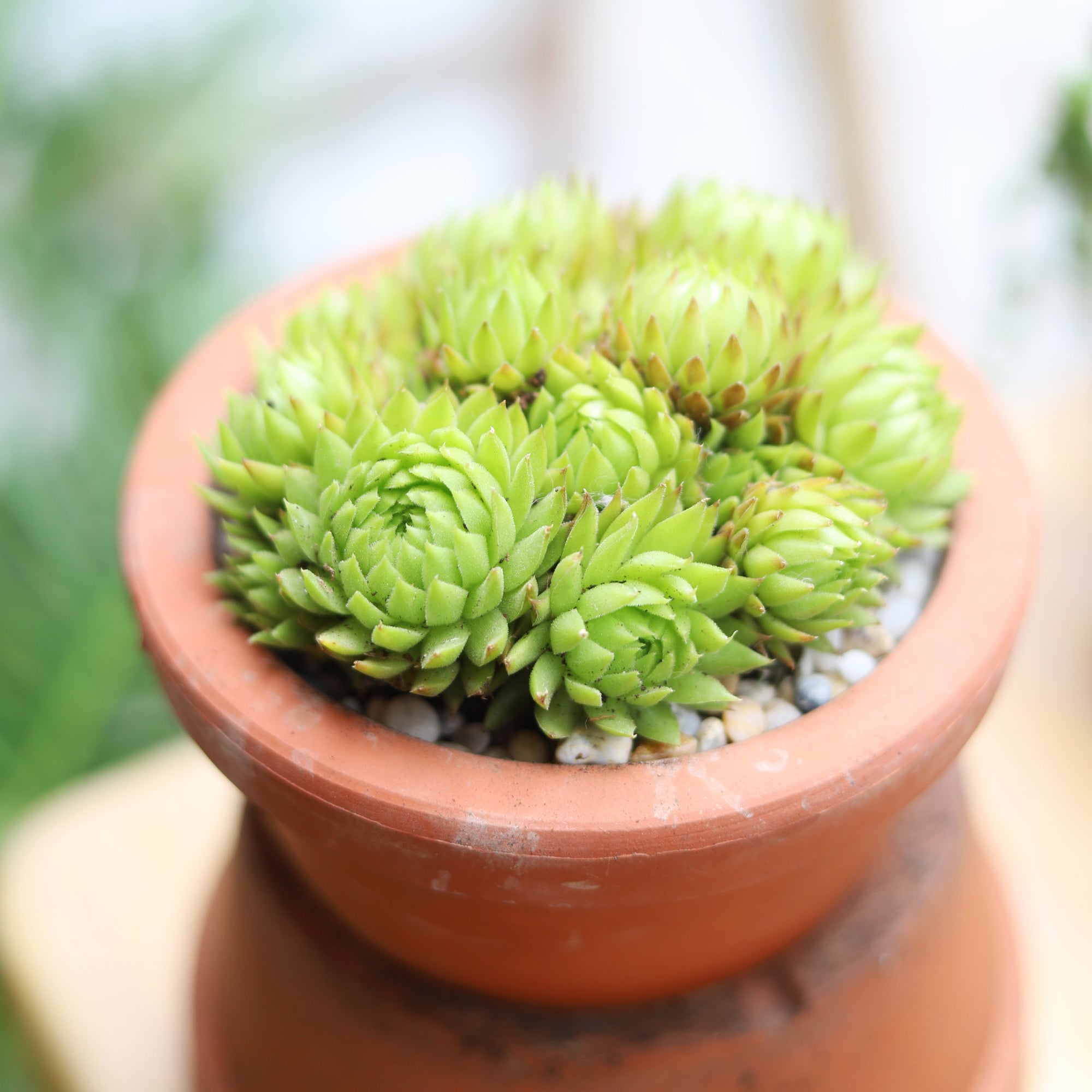 Sempervivum Jovibarba Allionii succulent in terracotta pot, Christmas Holiday succulent gift ideas