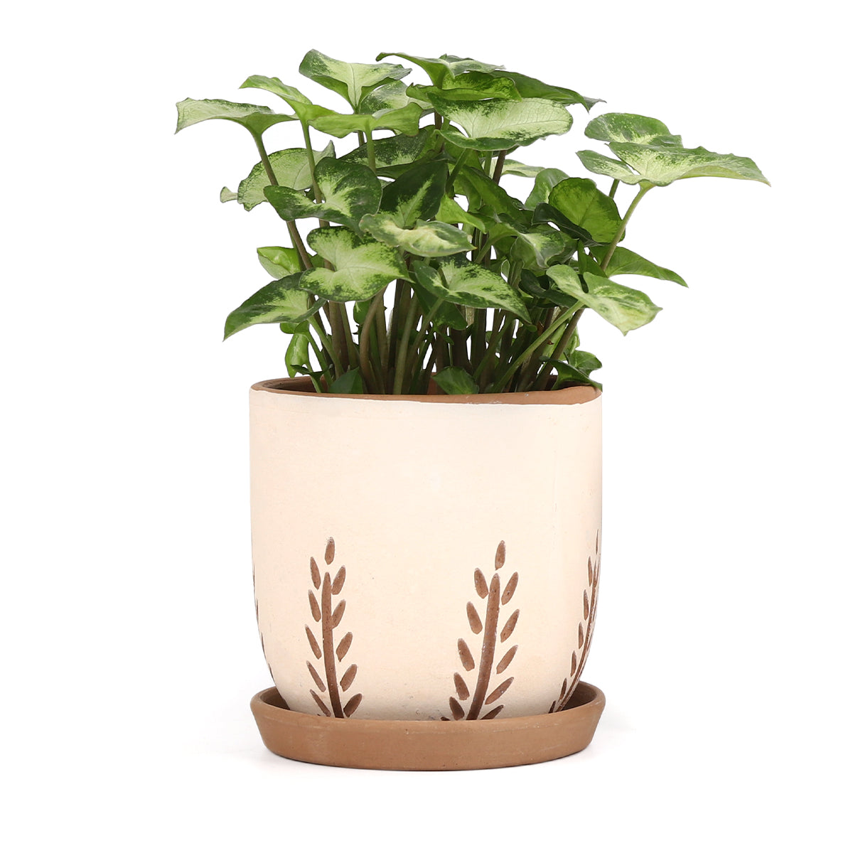 Clay White Vertical Leaf Pattern Pot with Drainage Hole & Saucer, Terracotta Pot for Planting Succulent and Houseplant