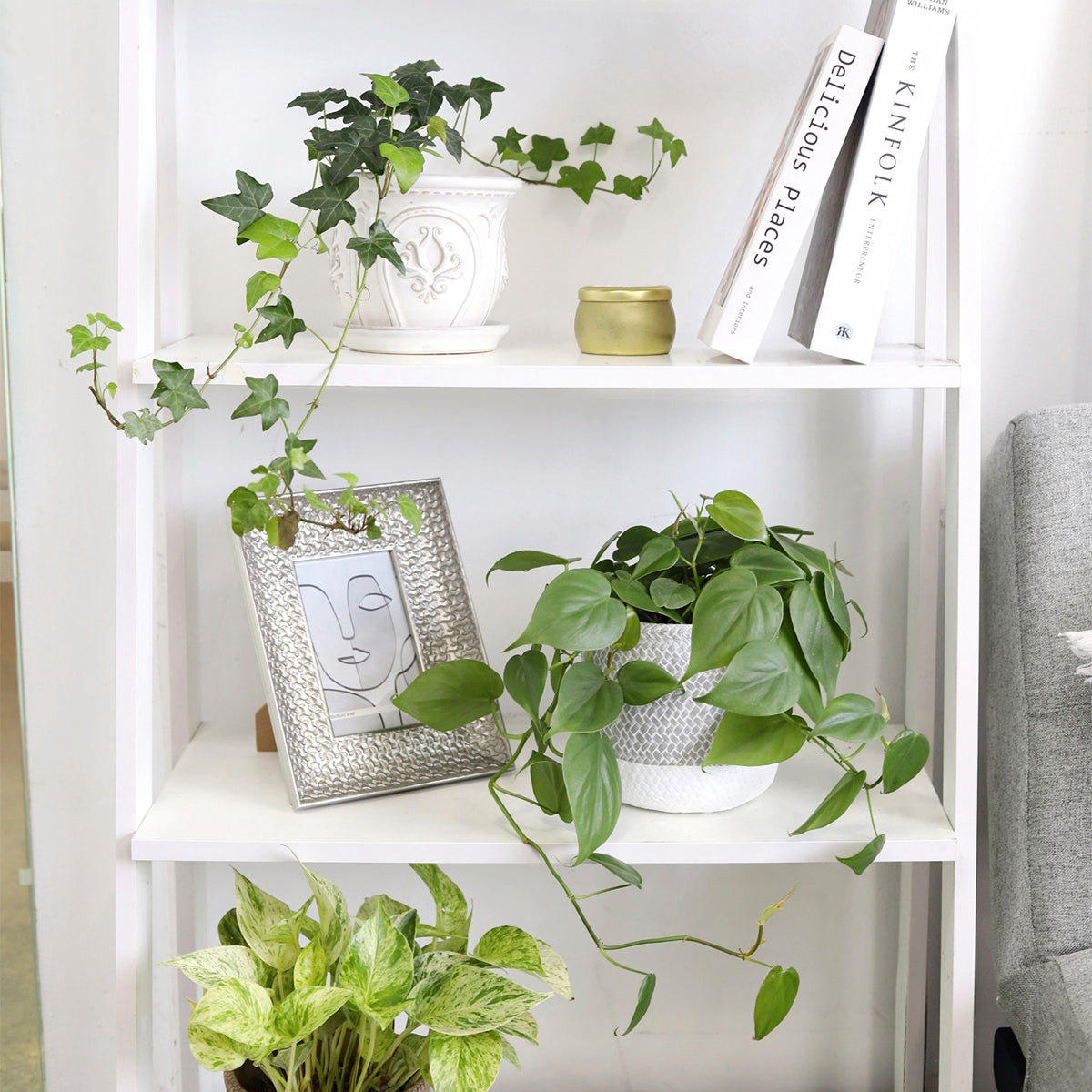 philodendron cordatum light, philodendron green cordatum, how to care for philodendron cordatum