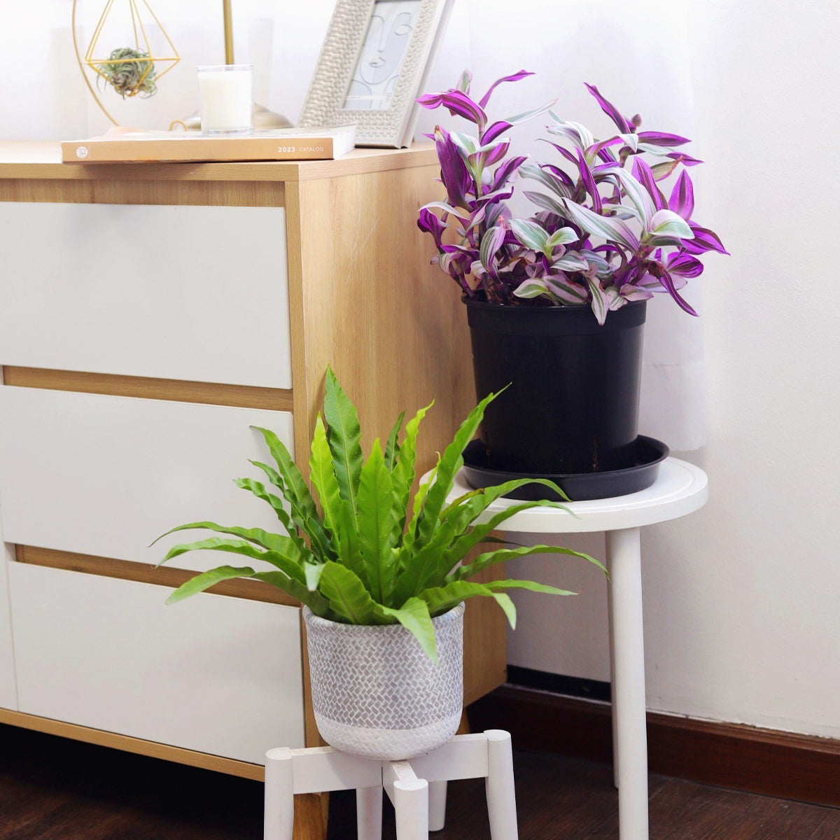 indoor fern plant stand Bird’s Nest Victoria Fern