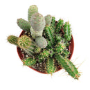 Cactus Garden Arrangement, Cacti, Random Cactus in Pot, Unique Cactus Arrangment, 3 kinds of cactus in pot for sale, cactus for sale