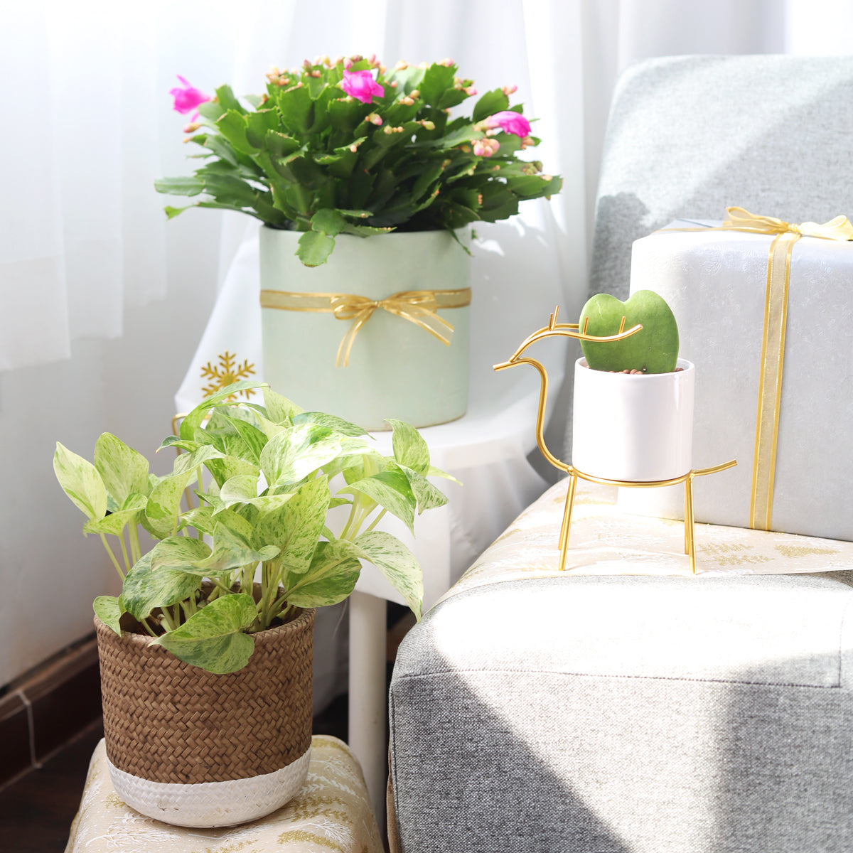 epipremnum aureum marble queen, pothos queen marble, small Marble Queen Pothos, Marble Queen Pothos for sale, low light houseplants, mature marble queen pothos, houseplants near me, common houseplants