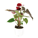 anthurium care indoor, how to care for anthurium, Anthurium Red, red Anthurium in ca, best indoor flowering plants, outdoor flowering plants, flamingo flower, anthurium plants