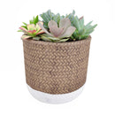 rosette succulents, colorful succulents, stunning succulent arrangement for home and office decor, random succulents in cement planters