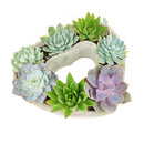 Potted Succulent Arrangement for Sale, Perfect Gifts for Mother&#39;s Day, Mother&#39;s Day Succulent Arrangement 