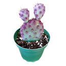 small cactus for tabletop, small indoor plants for windowsill, 2 inch cactus in plastic pot, rare plants, succulents in ca