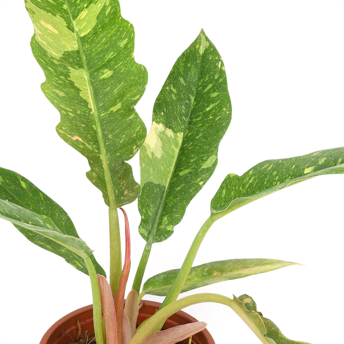 small philodendron ring of fire, buy philodendron ring of fire online, philodendron ring of fire near me, houseplant shop in ca