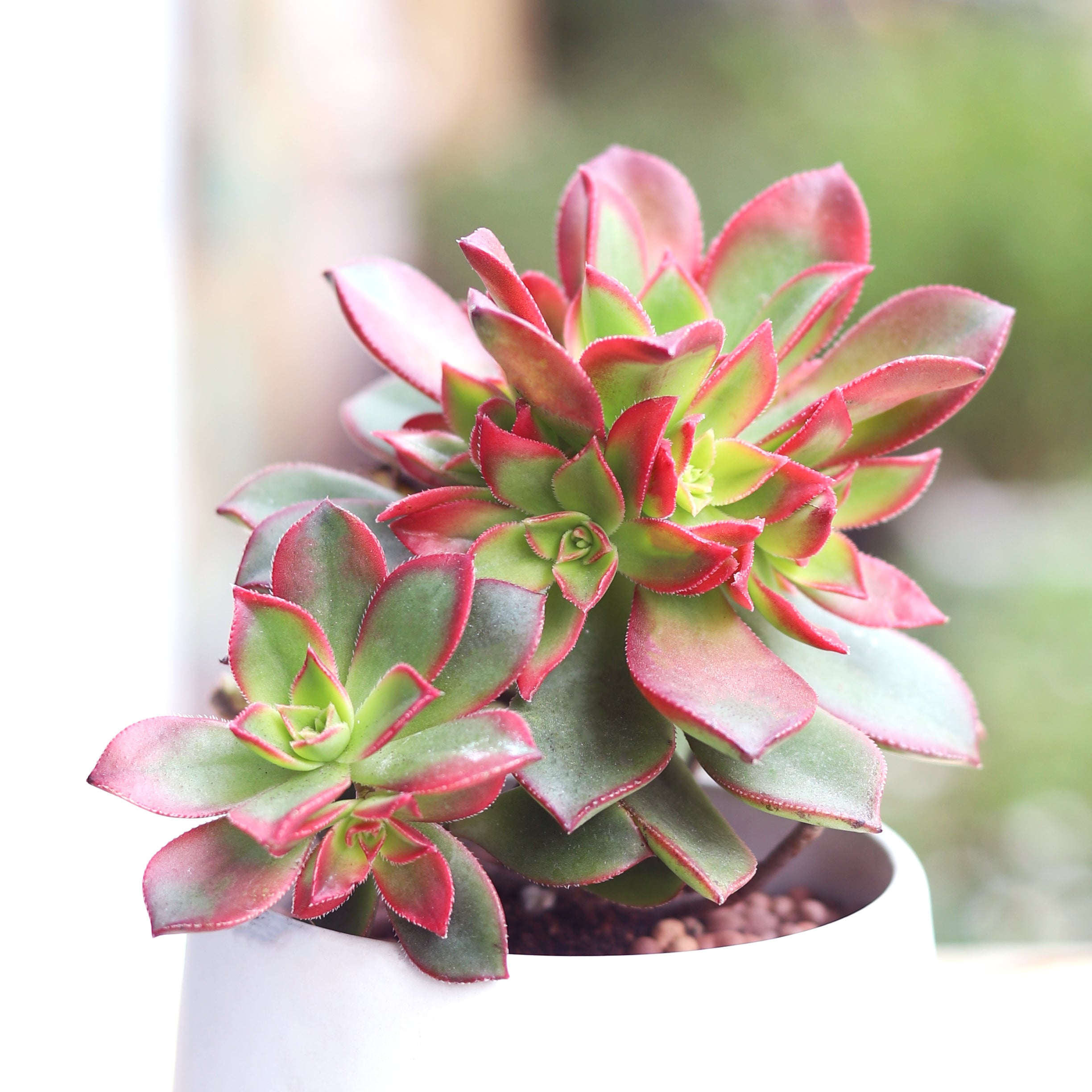 aeonium succulent plant Aeonium Kiwi Rare Succulent Aeonium Haworthii Rosette Plant 2 inch / Bamboo Pot by Succulents Box