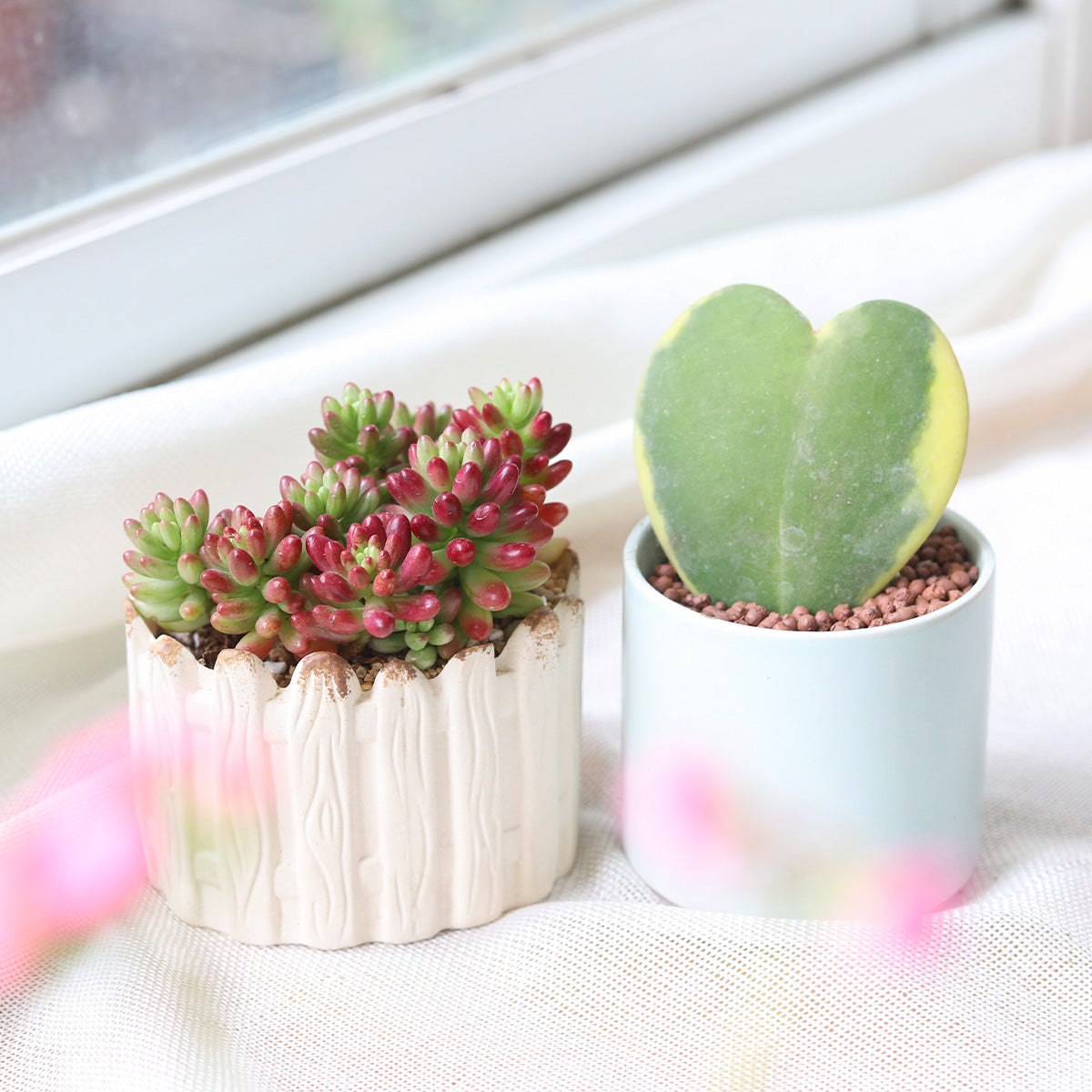 Variegated Hoya Kerrii Heart, easy to care houseplants, easy to grow indoor plants, online plant shop in ca