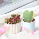 Hoya Heart Variegated, Valentine Hoya Variegated, how to care for Variegated Hoya Heart, heart-shaped houseplant,