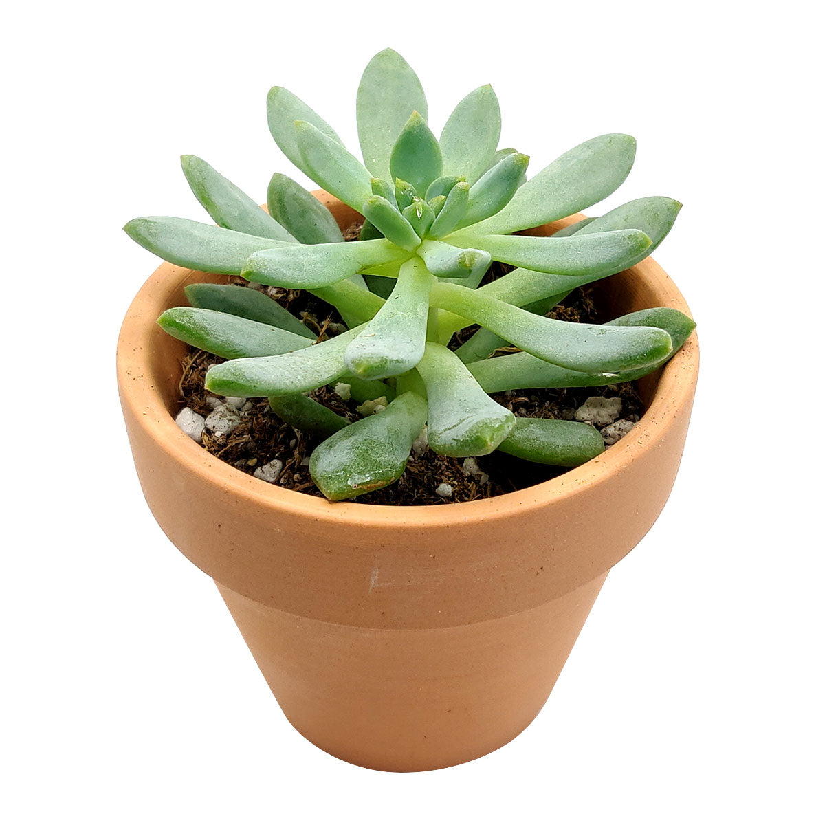dolomite succulent Echeveria Pulidonis Succulent